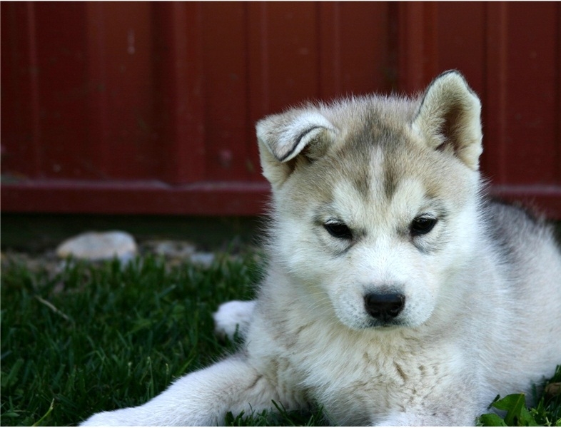 Siberian husky puppies for adoption-