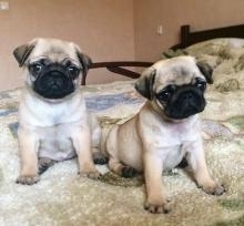 Pug puppies Available
