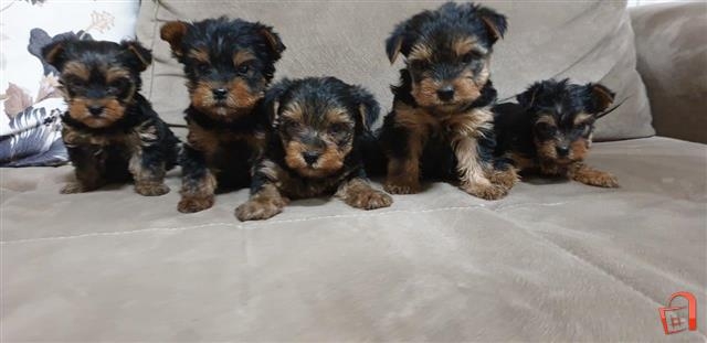 yorkie puppies for adoption and rehoming