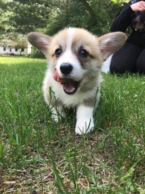 Well trained corgi puppies for sale