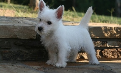 West Highland Terrier Puppies For Good Homes