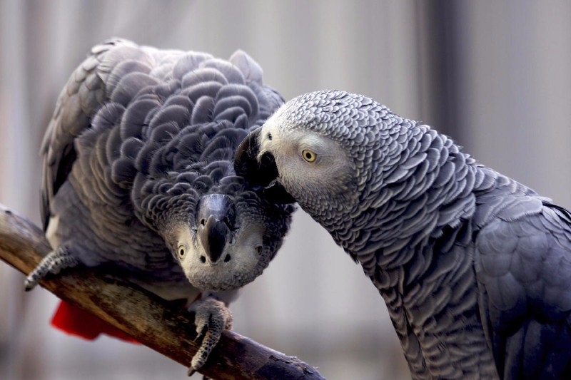 DNRH Some Talking African gray parrots for saleDNR