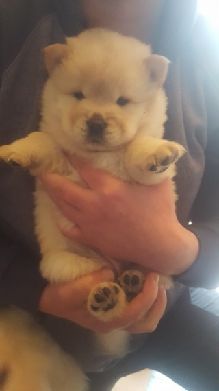 Chow Chow Puppies(929)2571882