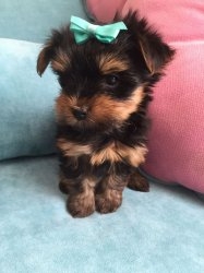  AKC Amazing Teacup Yorkshire Terrier Puppies